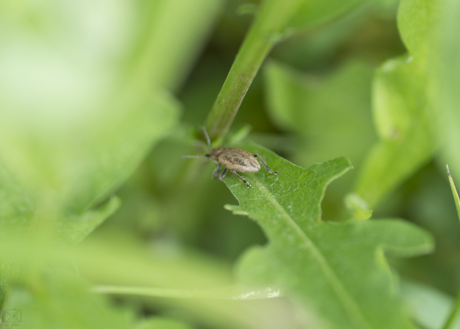 Tanymecus palliatus - közönséges hegyesfarúbarkó