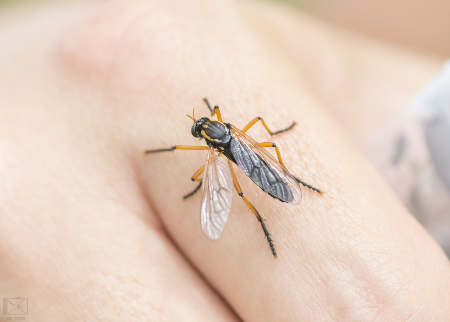 Molobratia teutonus
