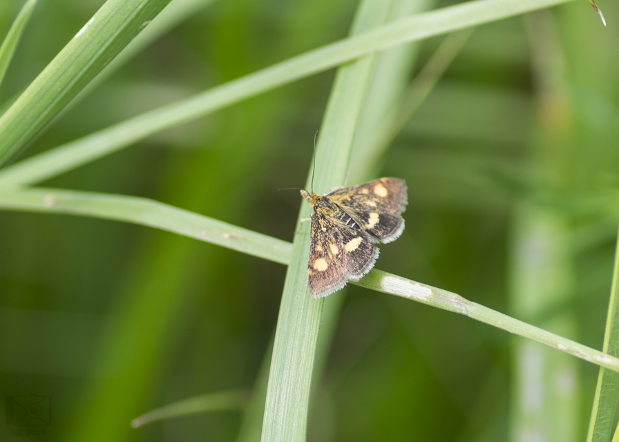 Pyrausta aurata - aranyló bíbormoly