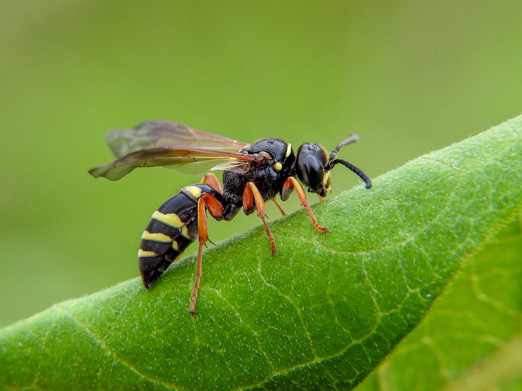 Argogorytes fargeii