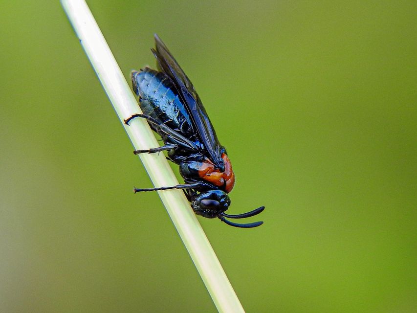 Argidae - botcsápú levéldarazsak
