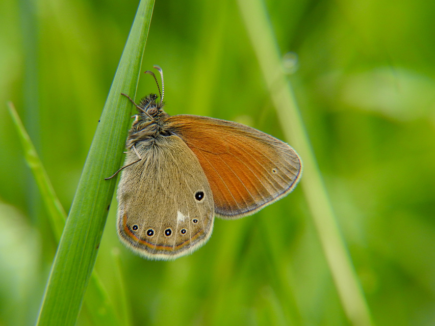 Coenonympha glycerion - közönséges szénalepke