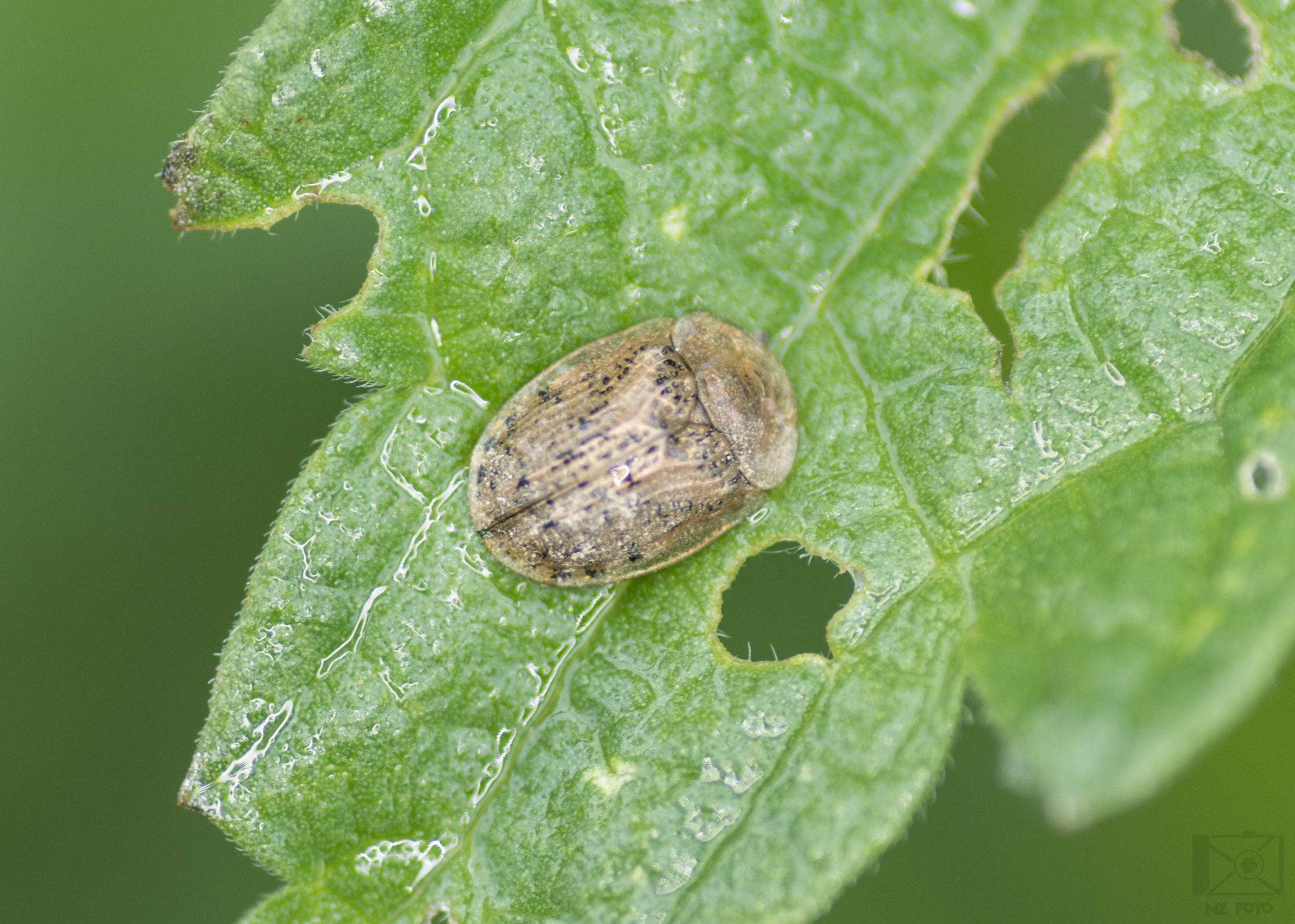 Cassida nebulosa - laboda-pajzsbogár