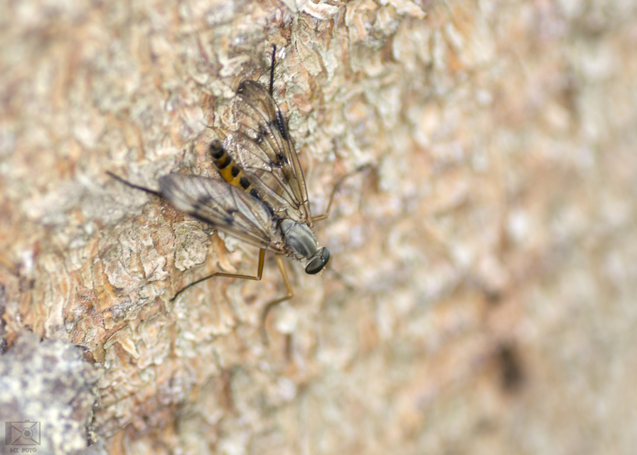 Rhagio scolopaceus - nagy kószalégy