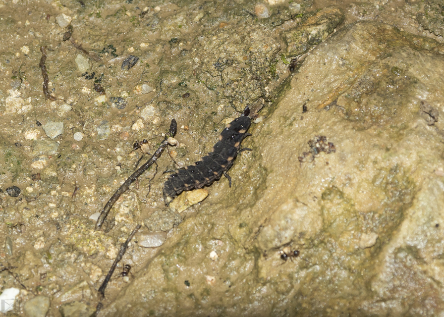 Lampyris noctiluca - nagy szentjánosbogár