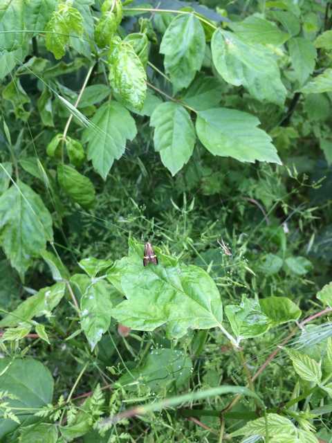 Nemophora degeerella - pompás tőrösmoly