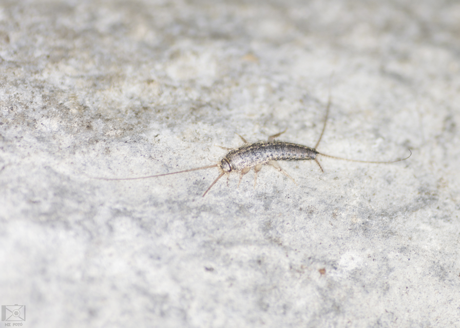 Ctenolepisma