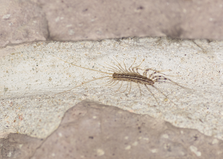 Scutigera coleoptrata - légyölő pókszázlábú
