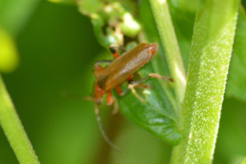 Cantharis livida - mezei lágybogár