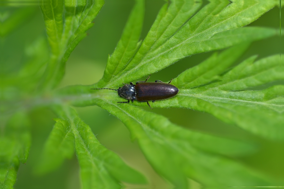 Athous haemorrhoidalis - szurkos pattanó