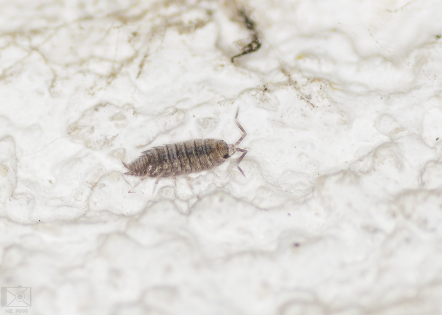 Porcellionides pruinosus - hamvas ászka Porcellionides pruinosus - hamvas ászka