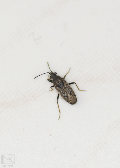 Peritrechus gracilicornis - vékonycsápú feketésbodobács