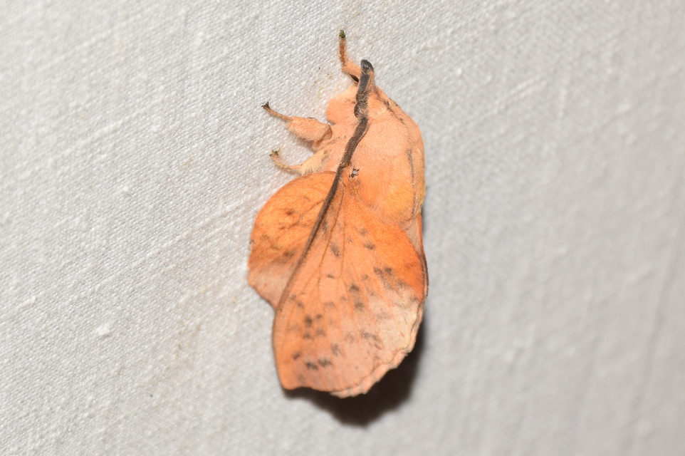Gastropacha populifolia - sárga pohók