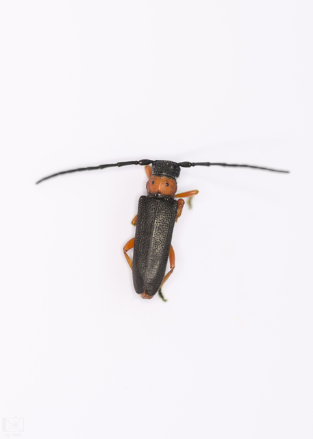 Phytoecia affinis - feketefejű cincér