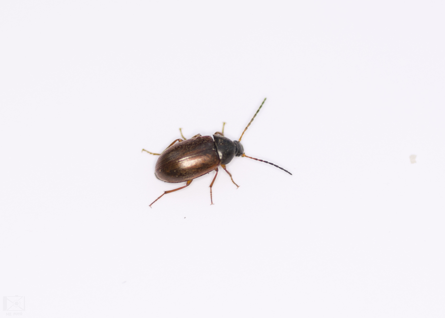 Isomira