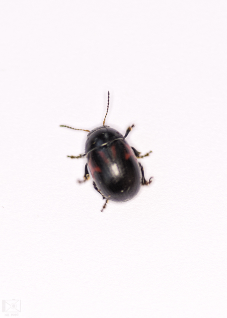 Gonioctena fornicata - közönséges lucernabogár