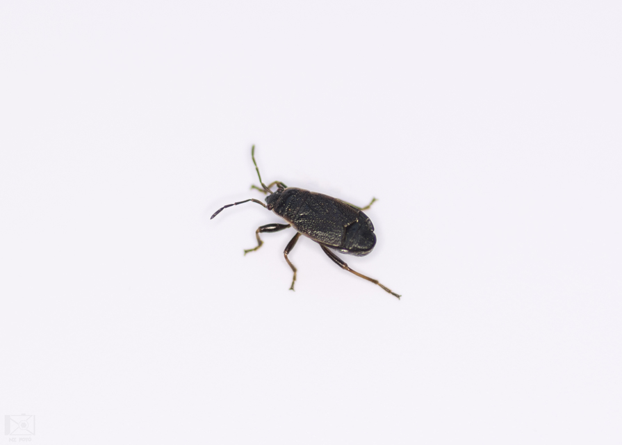 Pyrrhocoris marginatus - szegélyes bodobács