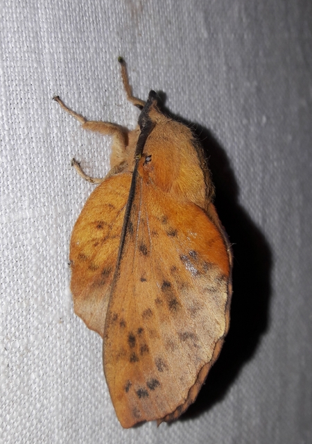 Gastropacha populifolia - sárga pohók