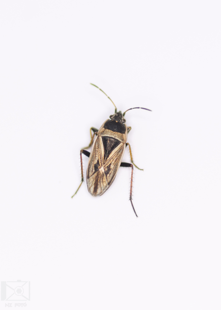Xanthochilus quadratus - szegélyes díszesbodobács