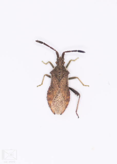 Coriomeris denticulatus - fűrészesvállú karimáspoloska