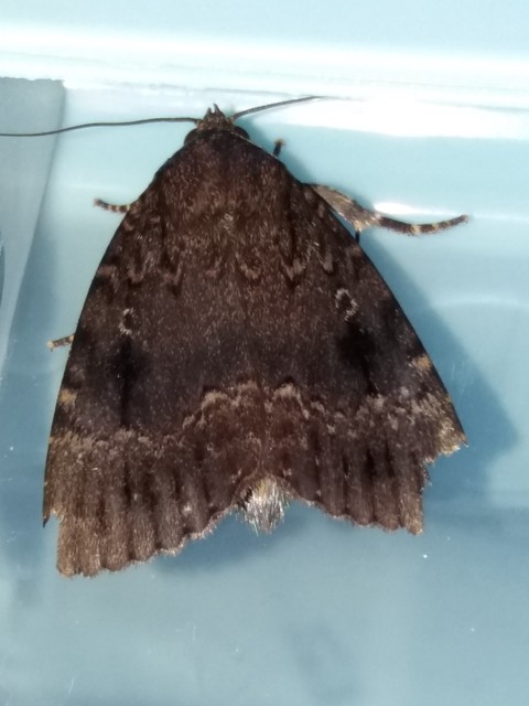 Amphipyra berbera/pyramidea