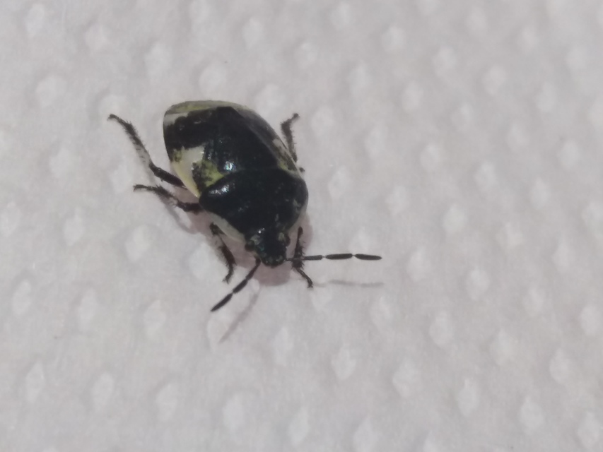 Tritomegas sexmaculatus - hatfoltos földipoloska
