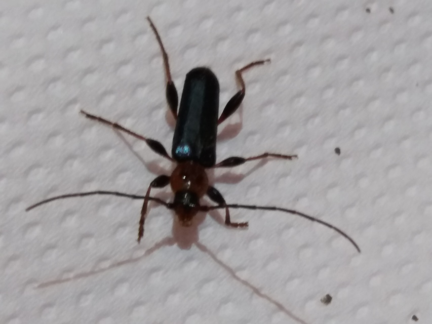 Phymatodes testaceus - változékony korongcincér