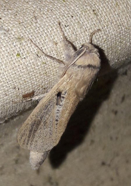 Phragmataecia castaneae - nádfúrólepke