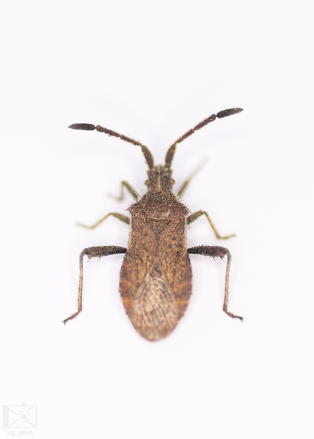 Coriomeris denticulatus - fűrészesvállú karimáspoloska