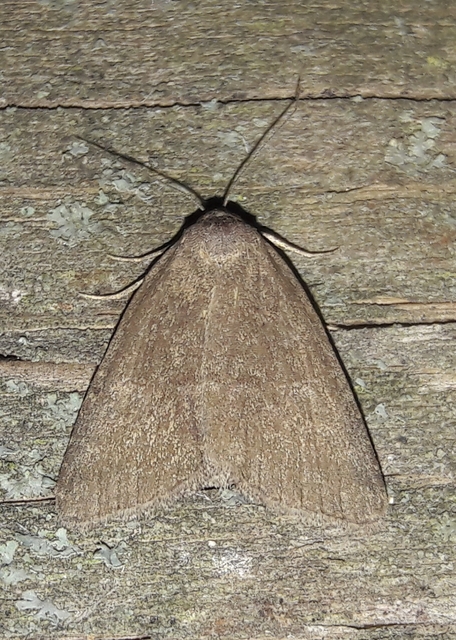 Acosmetia caliginosa - imolabagoly