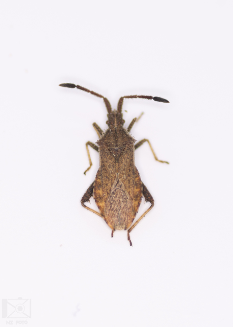 Coriomeris denticulatus - fűrészesvállú karimáspoloska