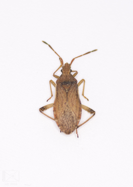 Ceraleptus lividus