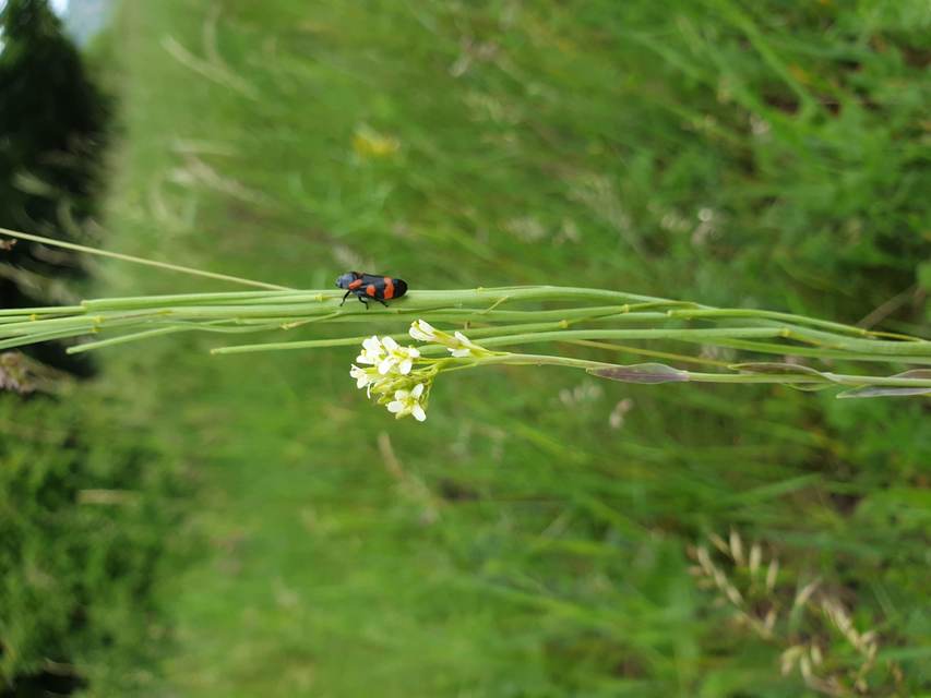 Cercopis