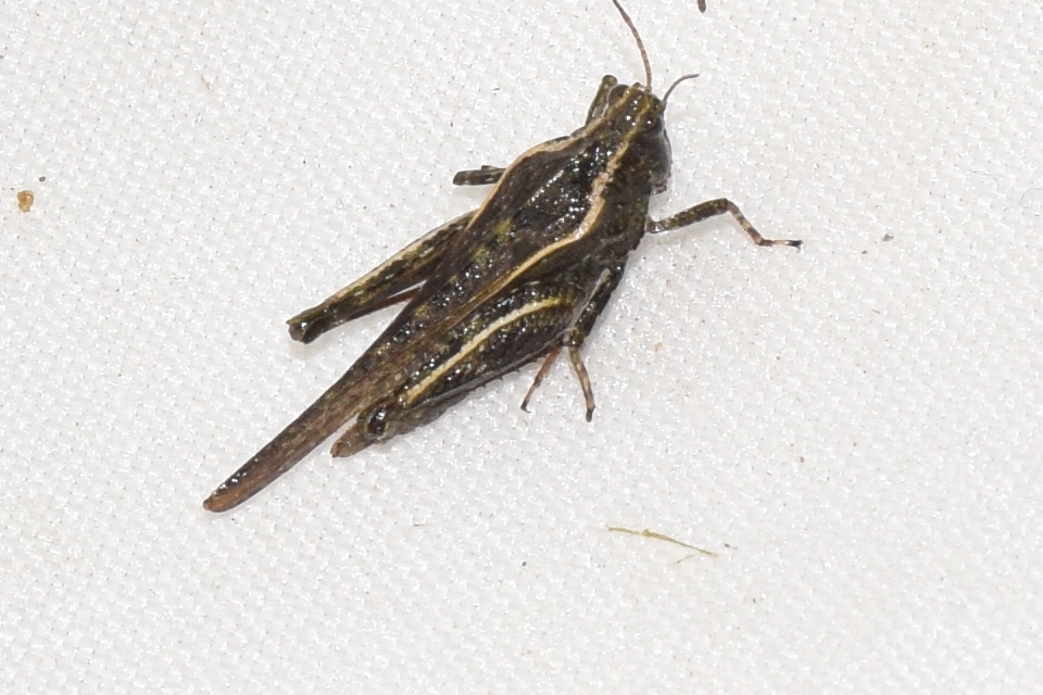 Tetrix subulata - közönséges tövishátúsáska
