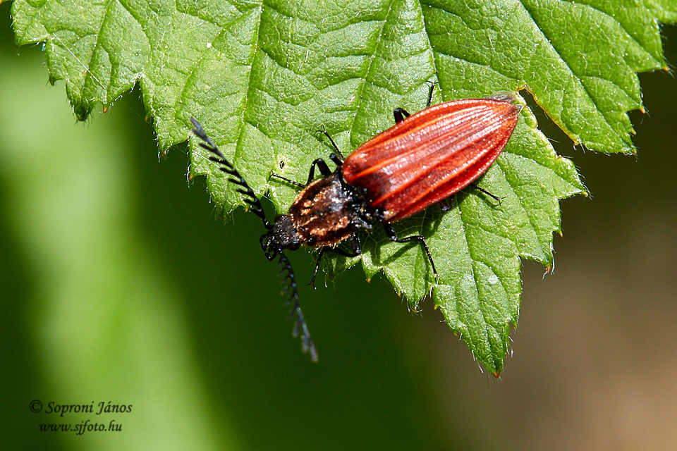 Anostirus purpureus - tűzvörös pattanó
