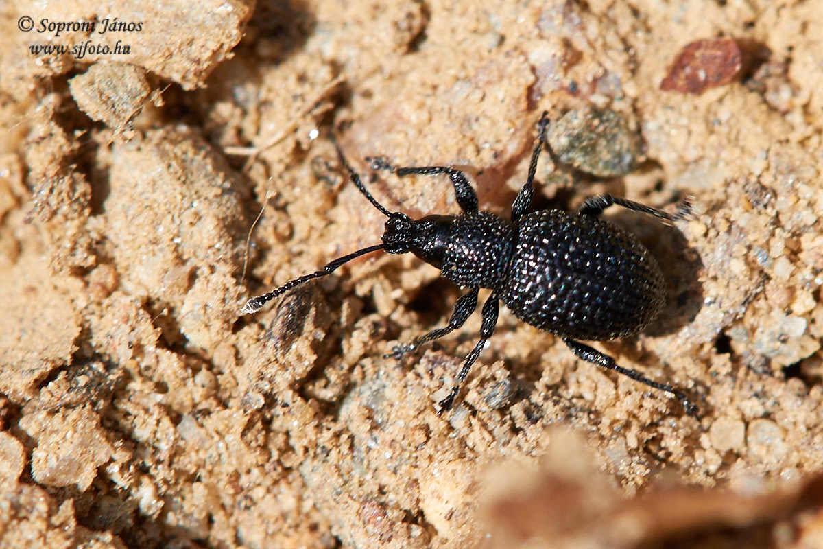 Otiorhynchus pinastri - fenyőrontó gyalogormányos