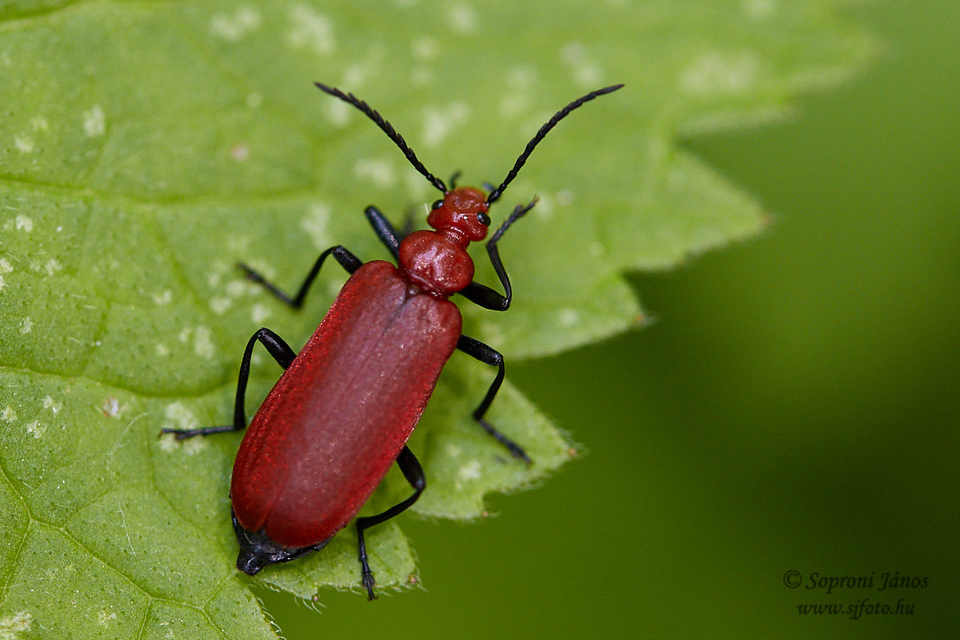 Pyrochroa serraticornis - közép-bíborbogár