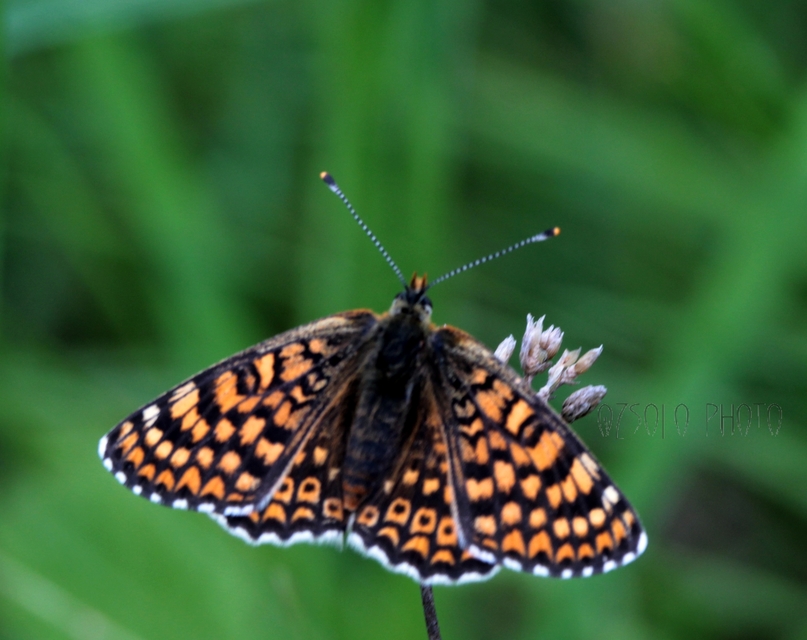 Melitaea cinxia - réti tarkalepke
