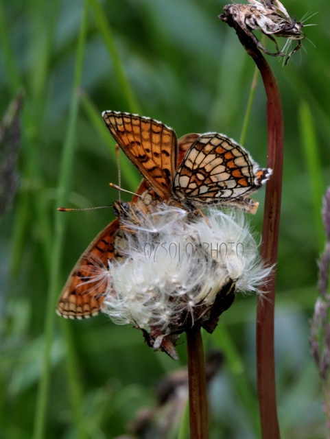 Melitaea athalia - közönséges tarkalepke