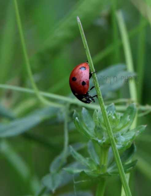 Coccinella septempunctata - hétpettyes katica