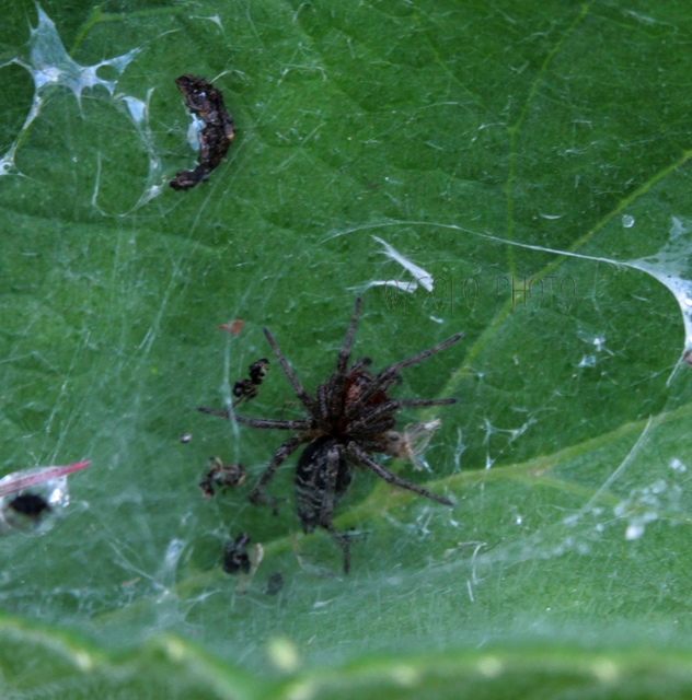Agelena labyrinthica - illó tölcsérpók