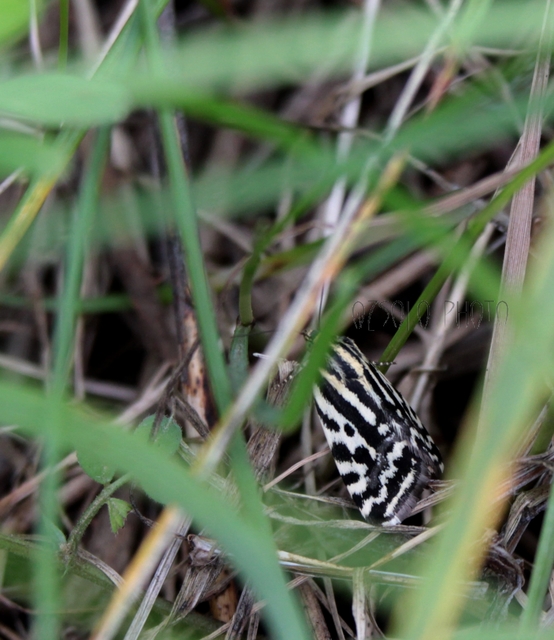Emmelia trabealis - zebrabagoly