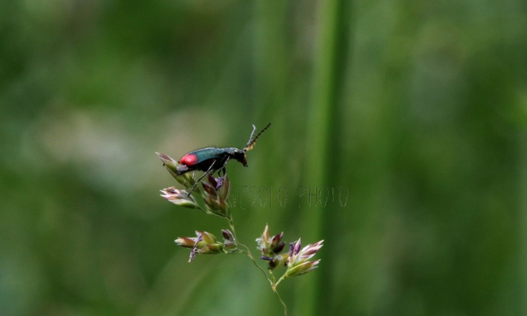 Malachius bipustulatus - kétfoltos bibircsesbogár