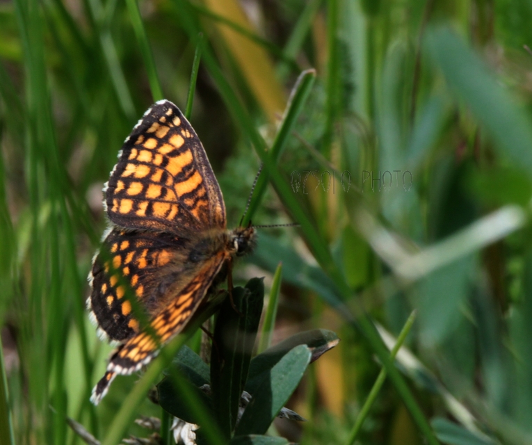 Melitaea athalia - közönséges tarkalepke