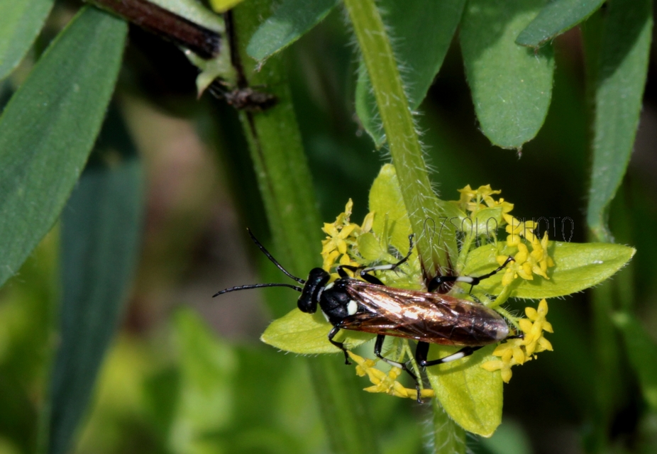 Tenthredinidae - valódi levéldarazsak