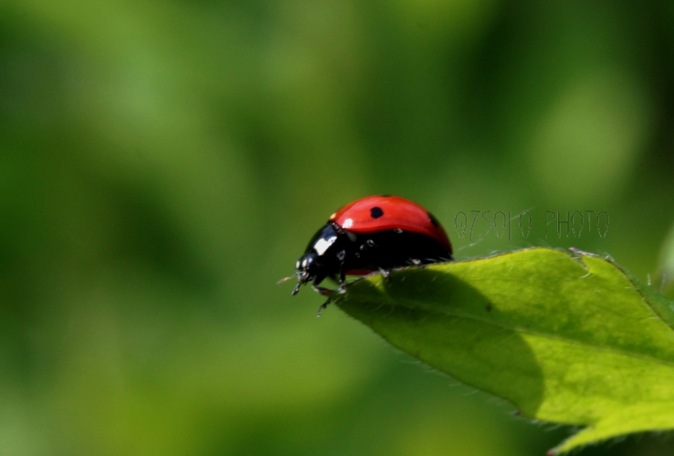 Coccinella septempunctata - hétpettyes katica