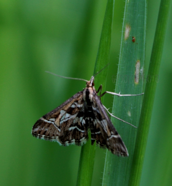 Diasemia reticularis - betűmintás tűzmoly