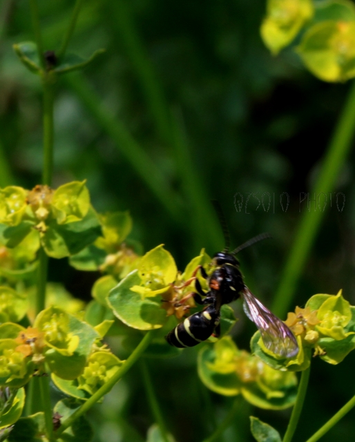 Crabronidae - szitásdarazsak