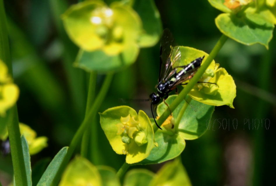 Cephidae - szalmadarazsak