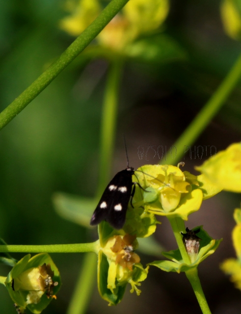 Parascythris muelleri - kétpettyes zöldmoly